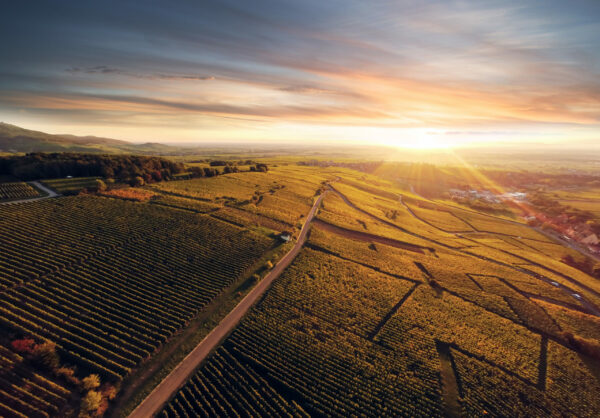 Lever de soleil sur vignoble